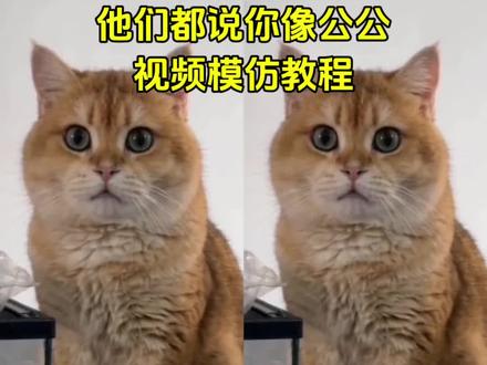 他们都说你像公公#小云雀AI #小云雀AI视频 #他们都说你像公公 #我的猫咪超可爱 #猫咪表情包大赏