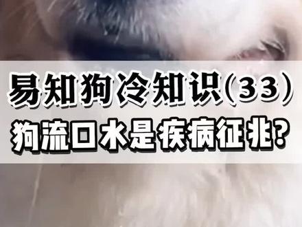 狗狗流口水是馋嘴?还是生b的征兆?#科学养宠攻略 #宠爱里云社区