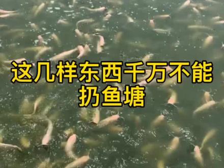 这几样东西千万不要往塘口里扔会让水生动物不开口#四大家鱼 #水产养殖 #花白鲢 #抖音热门