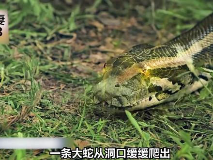 将此片推荐给有趣灵魂之人 #蟒蛇 #蛇 #原始部落