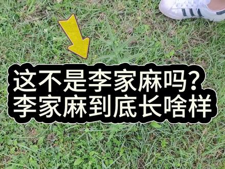 贵州人民,哪里有李家麻吃?
#贵州旅游