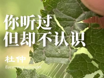 杜仲,非常好的药材,要取之有序,还之有道,循环往复才是长久的共生之道。@抖音青少年 @DOU+小助手
#杜仲 #乡土植物 #植物科普