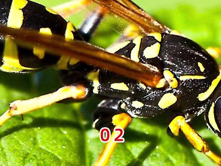 精神小伙比赛被蝎子蜇,隔着屏幕都感觉痛,还好没有危险#纪录片 #我的观影报告