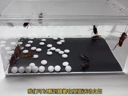 樟脑丸可以驱除蟑螂吗?樟脑丸对蟑螂有作用吗?#除蟑螂 #蟑螂药 #杀蟑胶饵 #蟑螂克星
