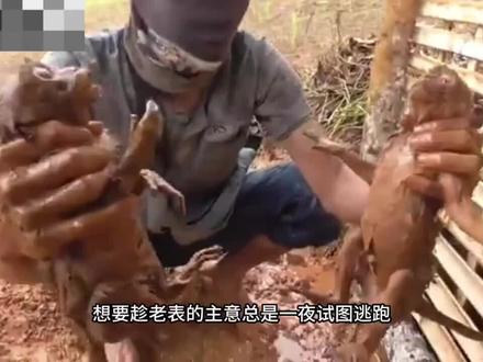 印尼老哥爆炒猴哥 #动物 #猴子成精 #搞笑视频