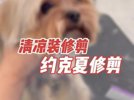 有手就会的约克夏短装清凉装修剪方法!#宠物美容培训 #宠物美容造型 #约克夏