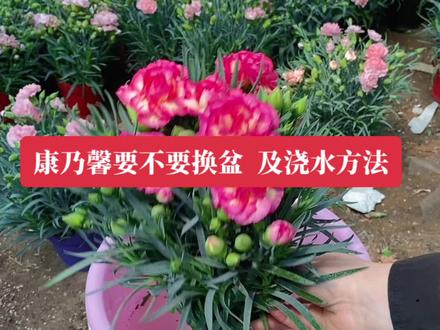 康乃馨收到货要不要换盆 及浇水方法#康乃馨 #花卉绿植 #母亲节礼物 #种植小技巧 #康乃馨的养殖方法