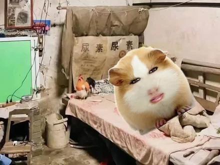 猪妞图像制作过程-抖音
