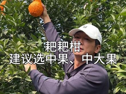 传说中的“大炮筒”耙耙柑。巨大无比,但口感反而不好。推荐选中大果,更香甜更稳定。