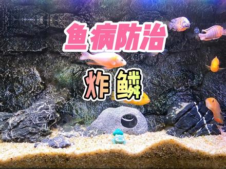 养鱼笔记第2季87集:观赏鱼的炸鳞、立鳞、竖鳞,原因就这4种 #观赏鱼 #养鱼 #金鱼