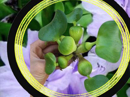 原本在我国泛滥成灾的水葫芦,为 什么现在很少见到?是消失了吗? #科普 #涨知识 #生物入侵