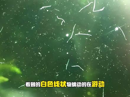 如何根治蛋白虫!#真实生活分享计划 #养鱼日记 #养鱼经验分享 #鱼缸蛋白虫 #抖音二创激励计划