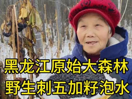 东北大森林纯野生的刺五加籽,它比人工种植的粒小一点。泡水当茶喝,它跟人参是一个科五加科#抖音美食推荐官 #热门#大自然的馈赠#农村美食#三农