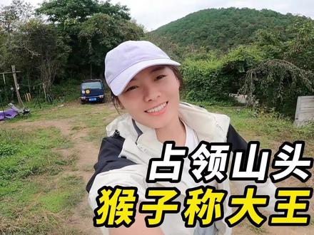 旅居云南大理,开车送冬子下山办事儿,莉莉独守山头!山中无老虎,猴子称大王!#旅行 #自驾游 #云南 #大理 #铃木北斗星 #二手车 #新手司机 #旅行推荐官 #旅行大玩家 #新视野号出发