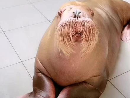 海象(学名:Odobenus rosmarus(Linnaeus,1758),海象科海象属的一种动物。顾名思义,即海中的大象,它身体庞大,皮厚而多皱,有稀疏的刚毛,眼小,视力欠佳。长着两枚长长的牙。与陆地上肥头大耳、长长的鼻子、四肢粗壮的大象不同的是,它的四肢因适应水中生活已退化成鳍状,不能像大象那样步行于陆上,仅靠后鳍脚朝前弯曲,以及獠牙刺入冰中的共同作用,才能在冰上匍匐前进,所以海象的学名,若用中文直译便是用牙一起步行者,而且其鼻子短短的,缺乏耳壳,看起来十分丑陋!#大连圣亚极地海洋馆#娜塔莎雌海象#万物皆有灵性 #呆萌呆萌 #神奇动物在抖音