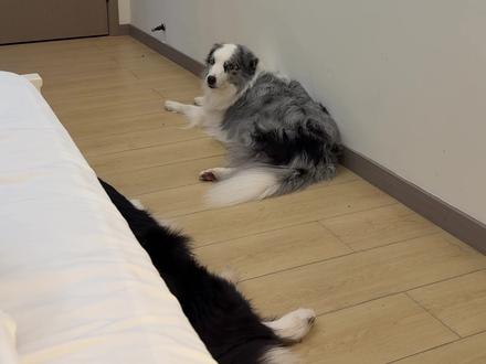 如何让小狗牧爱上打雷 #边牧 #陨石边牧 #奥利与奥斯卡