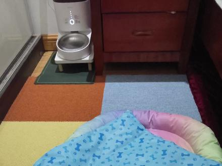 夏日养猫好物冰垫 新的材质,优缺点并存
大家自行选择吧
#猫咪 #萌宠出道计划 #养猫用品推荐 #夏日必备
#冰垫