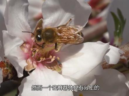 世界上十种寿命最短的动物,经历数十次蜕变,却只为能活五分钟! #大自然 #寿命最短的动物 #昆虫 #生命的力量