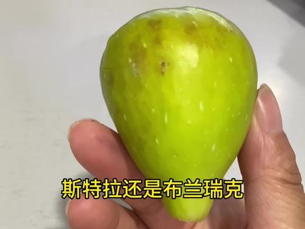 求助求助#无花果#无花果大果品种