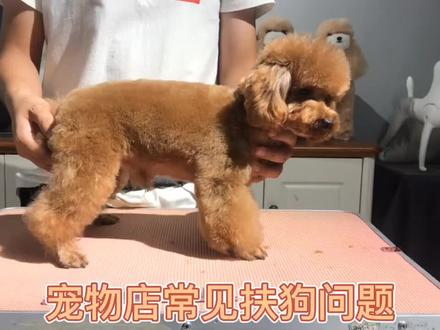 狗狗紧张不爱站怎么办#宠物美容#宠物美容师#泰迪造型#萌宠@抖音小助手