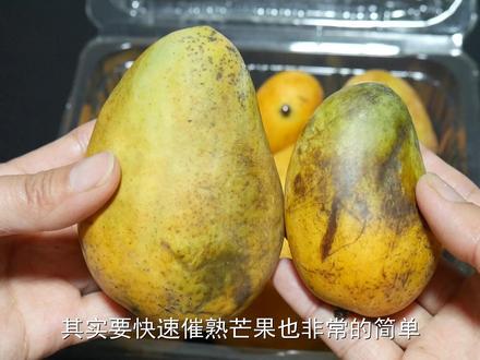 芒果不熟怎么办?教你个土方法,2天快速催熟变软,简单又实用 #催熟芒果 #芒果怎么催熟 #怎么催熟芒果