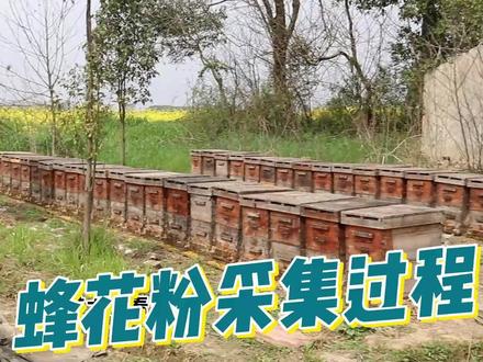 你知道吗?这才是蜂花粉的采集过程,产量稀少的原因在这