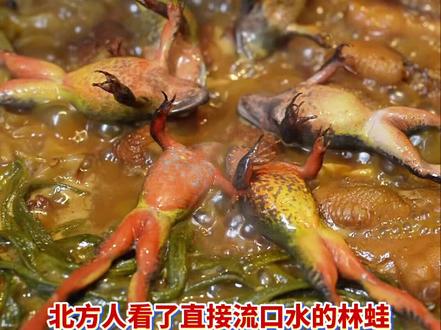 林蛙母豹子,南方人看了害怕,北方人看了想试试,东北人嘴对嘴一口闷#林蛙 #这是真正的硬菜 #东北特色菜 #东北铁锅炖 #天津美食打卡地