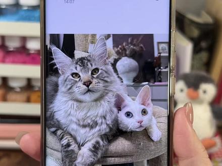 猫主子的专属拼豆图纸,教程来啦!
#拼豆 #拼豆教程 #千岛拼豆 #拼豆图纸