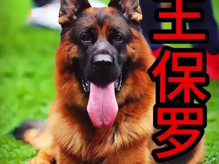 狼王辛巴的后代之一#德牧 #保罗 #德牧辛巴 #狼王保罗 #狼王辛巴