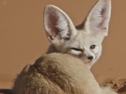 疯狂动物城芬尼克的原型就是它#科普一下 #涨知识啦