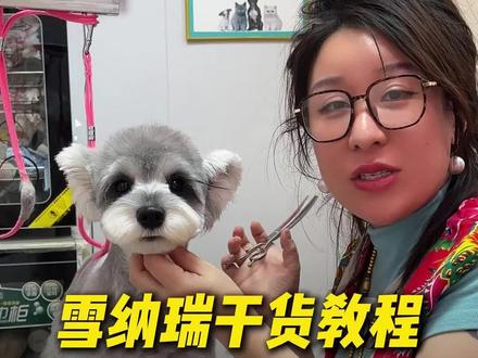 全网最详细的雪纳瑞教程他来了#宠物 #雪纳瑞 #宠物美容培训 #萌宠 #三天涨粉1000万