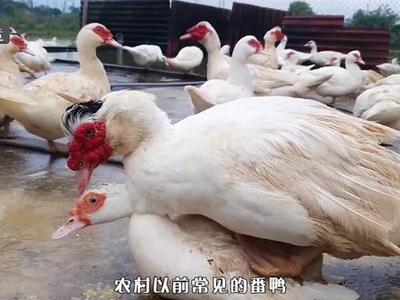 农村以前常见的番鸭,如今为何很少人养了?它有啥缺陷?