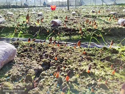 前期原基死的多也是杂菌的营养物质,预防为主。#羊肚菌栽培 #羊肚菌栽培 #羊肚菌种植