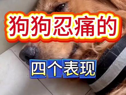 狗狗认同的四个表现#养狗经验分享 #养宠进阶指南 #狗狗#养狗小知识
