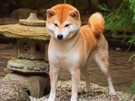 柴犬不发腮怎么办?#柴犬 #豆柴