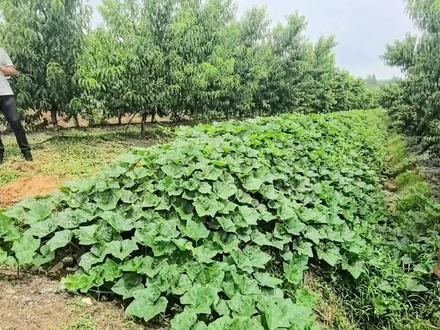 梯田边梗防草有高招 #绿化防草又增加收入,南瓜与防草