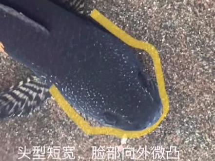 黄金眼镜蛇雷龙饲养经验分享3:选鱼篇之性别区分