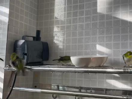 绣眼鸟入冬后出现水便该如何辨别和调理呢?#绣眼鸟 #手养鸟日常 #养鸟经验分享