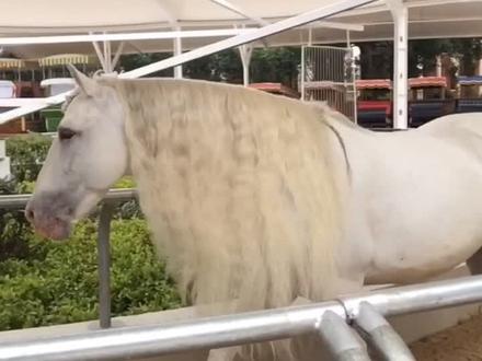 上年尼寇🐴帅气依旧😄#我和马儿的日常