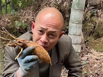 兄弟们这招烂毛笋洞找冬笋技巧你们学会了吗#挖冬笋 #挖冬笋技巧