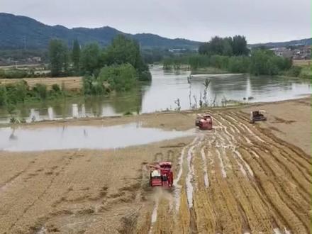 家人们注意了!眼下湖北多地小麦行情大变天 襄阳、钟祥、宜城、荆门、荆州、宜昌、武汉、鄂州、随州、黄冈包括黔江一带,湖北全境普遍出现芽麦! 就连河南南阳唐河、信阳这些地界,麦子也开始萌动发芽,雨天再不停止,大批量芽麦还会继续增多。 反观山东这边正处在小麦灌浆关键期,连日降雨虽说缓解旱情、避开干热风,可也埋下隐患,极易造成麦子倒伏、滋生病害、田间积涝。 目前菏泽、济宁、聊城、德州各地农技人员都已下乡,指导农户疏通排水、散墒除湿,及时追肥防病,全力稳住夏粮收成。 再说眼下受灾粮质行情,湖北、南阳这边受损麦子居多,潮粮价比正常粮直接低了四到六毛! 大多水分都超 30 个点,甚至还有四五十、六十个高水分粮,水分严重超标。 就连不少烘干塔都直言,这种高湿粮压根不好烘干,损耗极大! 提醒咱们收粮同行和农户,想着低价囤潮麦的,一定先掂量好烘干能力、算清损耗成本,摸清实际价位再动手,千万别盲目入手踩大坑!#芽麦 #新麦上市 #小麦 #降雨天气 #小麦收购