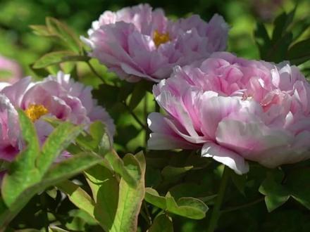 牡丹冷知识#涨知识 #小明的科普课 @DOU+小助手