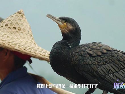 捕鱼达人鸬鹚 它还有另一个大名鼎鼎的名字:鱼鹰。水下就是他们的天空,就像老鹰在天空一样的矫健!#鸟 #动物 #神奇动物在抖音
