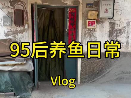 #养鱼日常 #玛丽鱼 #钻眼玛丽#孔雀鱼 养鱼佬的幸福时刻,喜提50➕瓷白鱼苗🥰