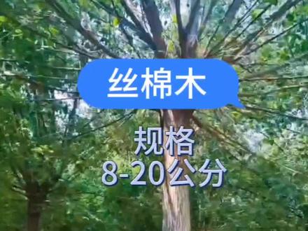 丝棉木,规格8-20公分。丝棉木又名白杜,是卫矛科卫矛属落叶乔木。丝棉木喜光,稍耐荫;耐寒,对土壤要求不严,耐干旱,也耐水湿,而以肥沃、湿润而排水良好的土壤生长最好。根系深而发达,能抗风。丝棉木枝叶秀丽,粉红色蒴果悬挂枝上,亦颇可观,是良好的园林绿化及观赏树种。宜植于林缘、草坪、路旁、湖边及溪畔,也可用作防护林及工厂绿化树种。#丝棉木 #绿化苗木 #苗木种植基地 #白杜