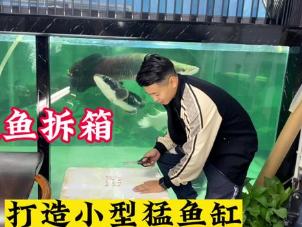 小猛鱼拆箱,打造小型猛鱼缸。猛鱼饲料已备足,准备投喂。 #养鱼日记 #观赏鱼 #养鱼 #养鱼人 #水族 #猛鱼 #开缸 #铅笔鱼