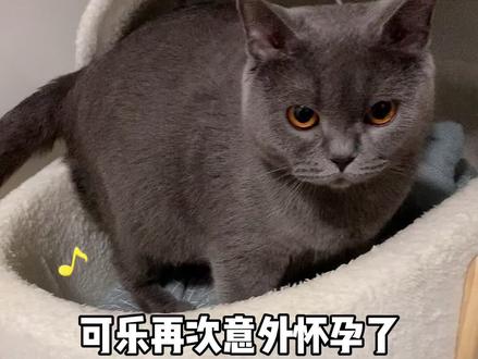 为什么大圣就不肯放过可乐 就因为可乐爱他吗#猫咪能有什么坏心眼呢 #萌宠出道计划 #猫咪怀孕