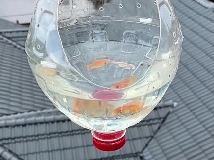 塑料瓶变废为宝做鱼缸换水还不脏手#自制鱼缸#手工制作#空瓶子的妙用#生活小妙招