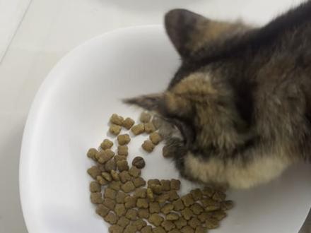 疑似皇家风评被害😅 鲜朗是更好吃吗?#猫粮 #皇家猫粮 #鲜朗猫粮 #小猫咪能有什么坏心眼 #小猫