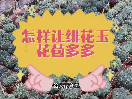 怎样让绯花玉花苞多多,仙人球绯花玉开花教程#仙人球开花#养花小知识 #仙人球 #多肉养护